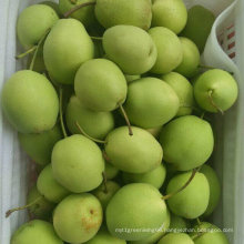 New Crop High Quality Fresh Pear / Shandong Pear (70-80-90-100)